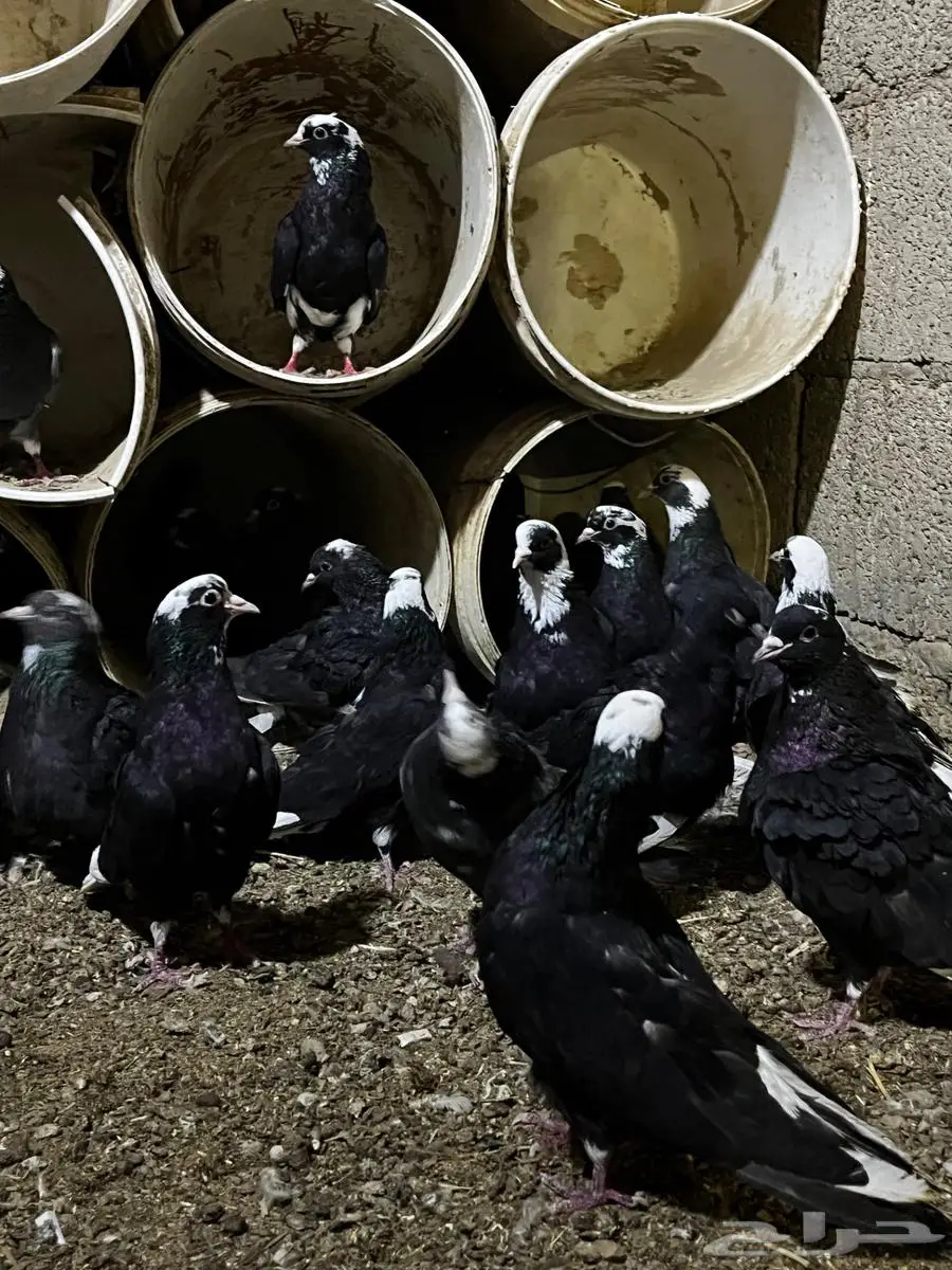 قطايف درع بعيالها 1