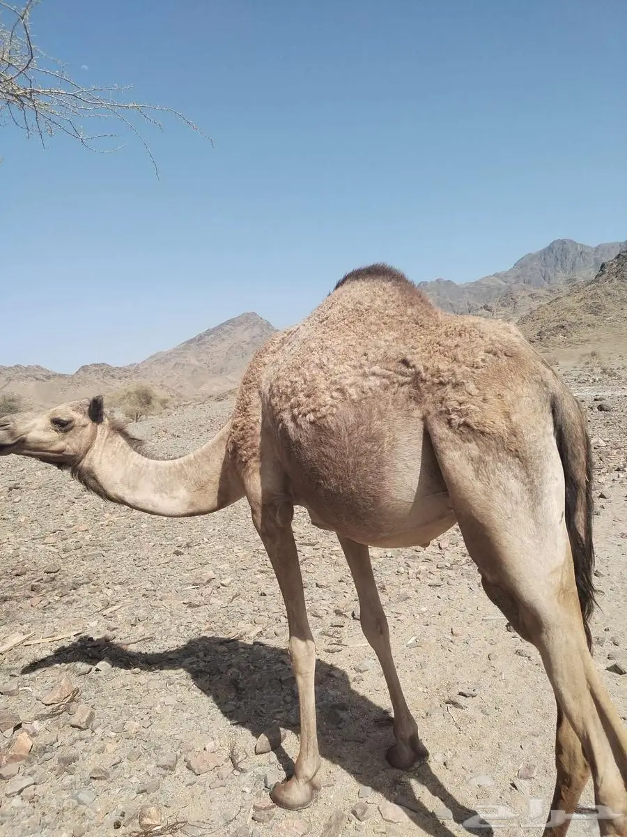 بكره حايل 0