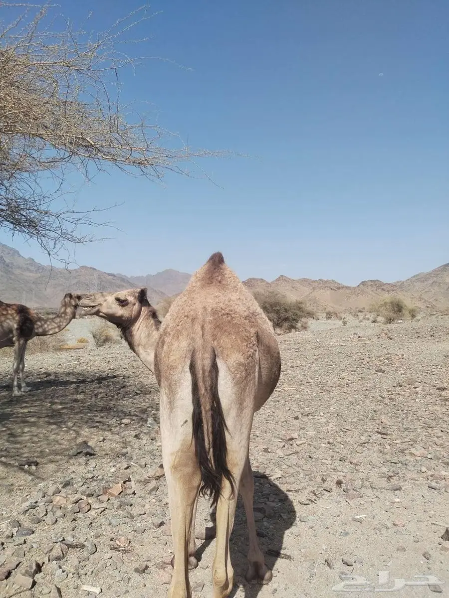 بكره حايل 2