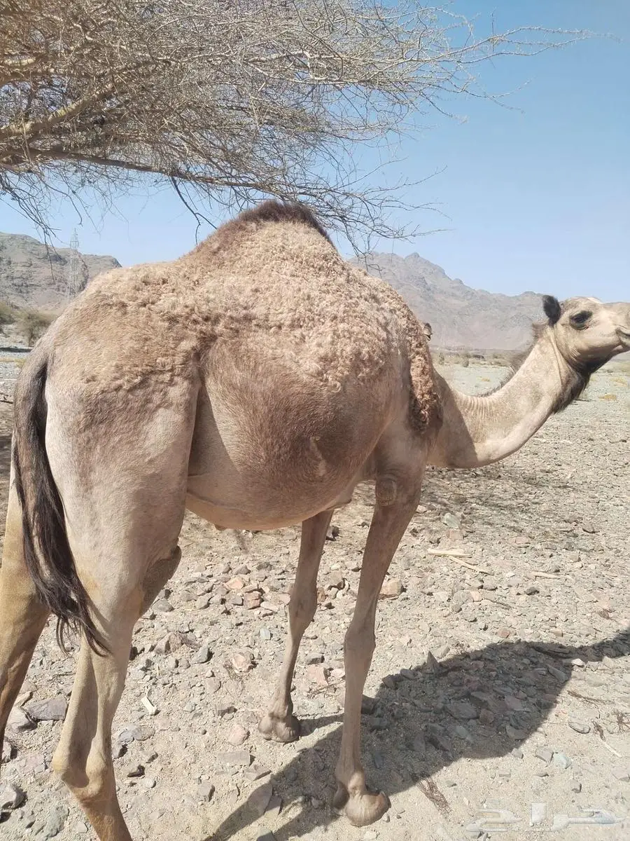 بكره حايل 1