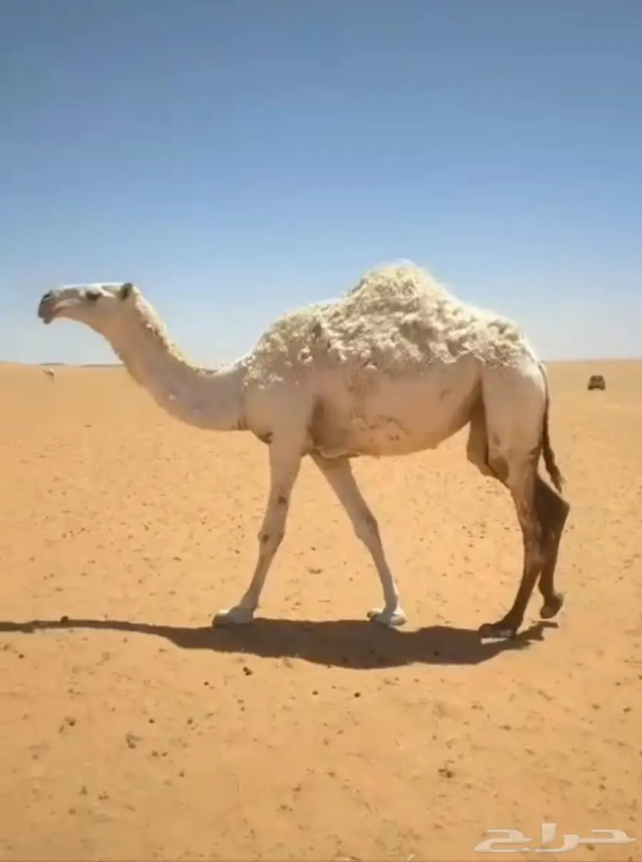 بكره لقيه باتليه 0