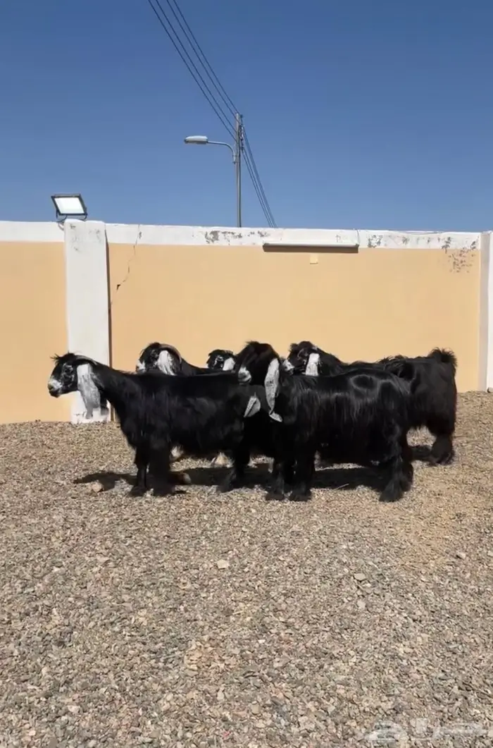 معزا عوارض كفو صنف معرفه 1