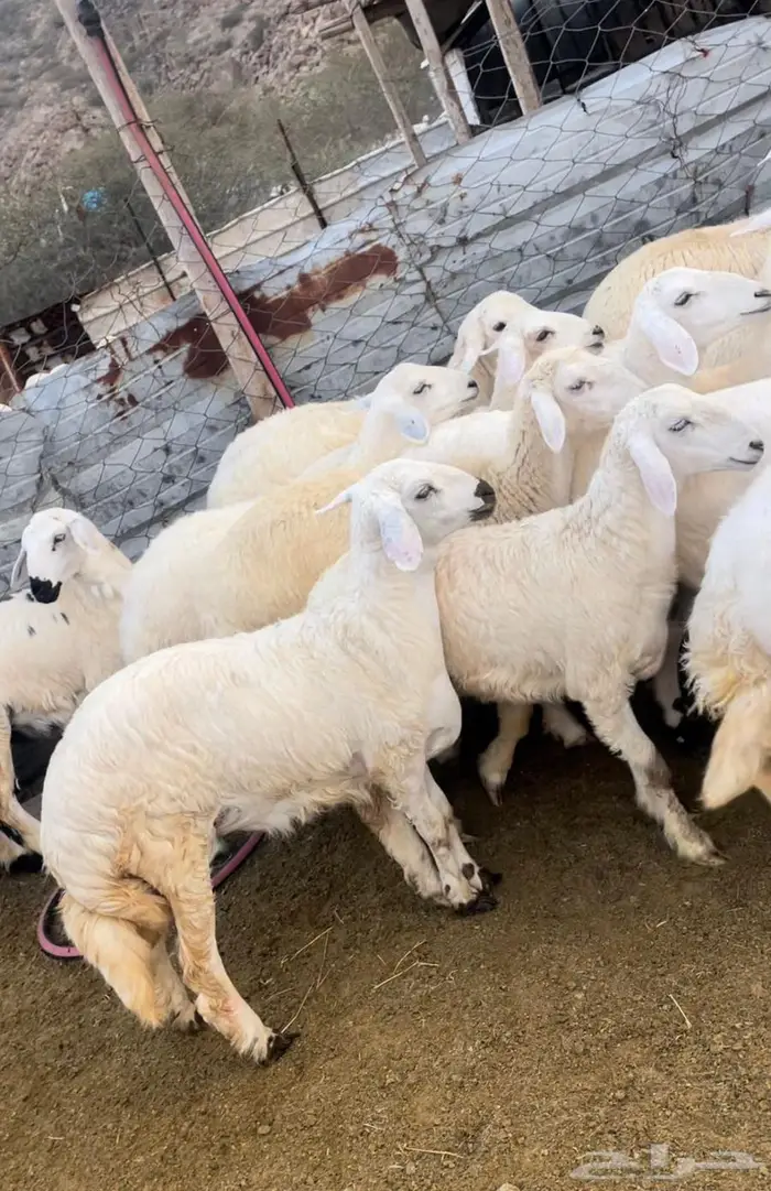 ذبايح طليان حري سواكن مع التوصيل 2