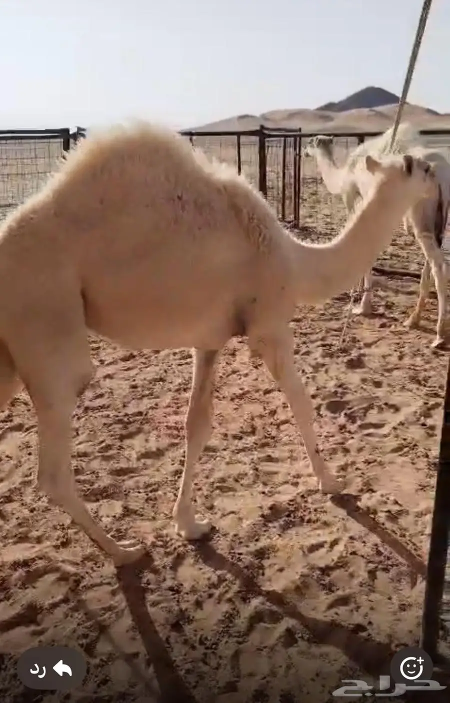 حشو للبيع عفيف 0