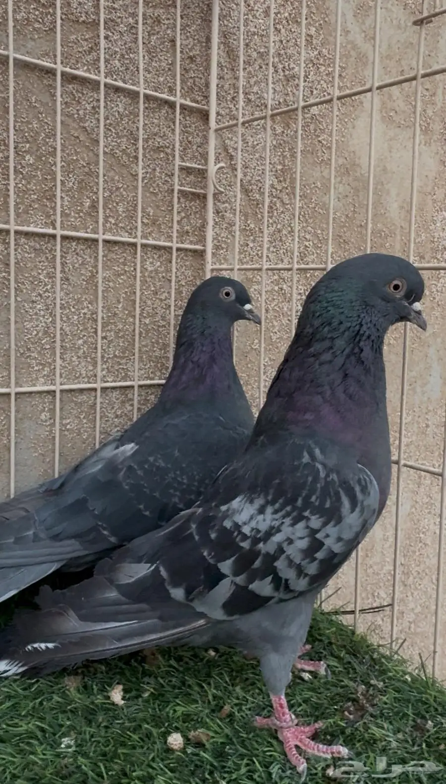 جوز قطايف 0