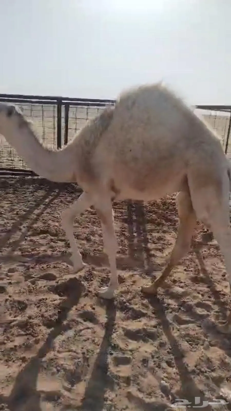 حشو للبيع عفيف 1