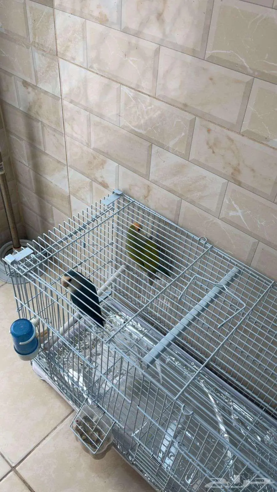 جوز روز 3