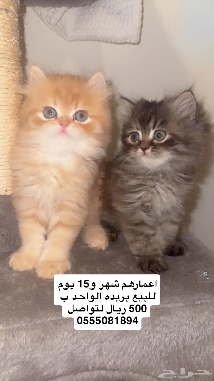 5قطط للبيع بريده 2