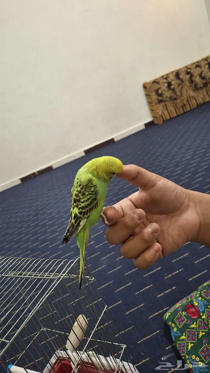 طيور بادجي 1