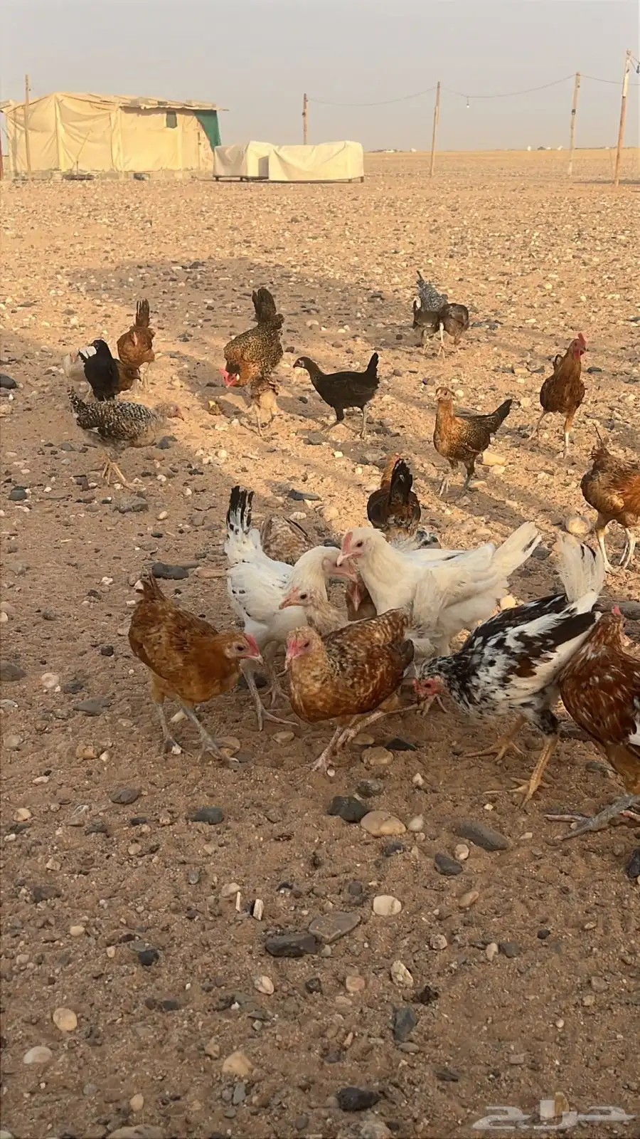 دجاج فروخ 0