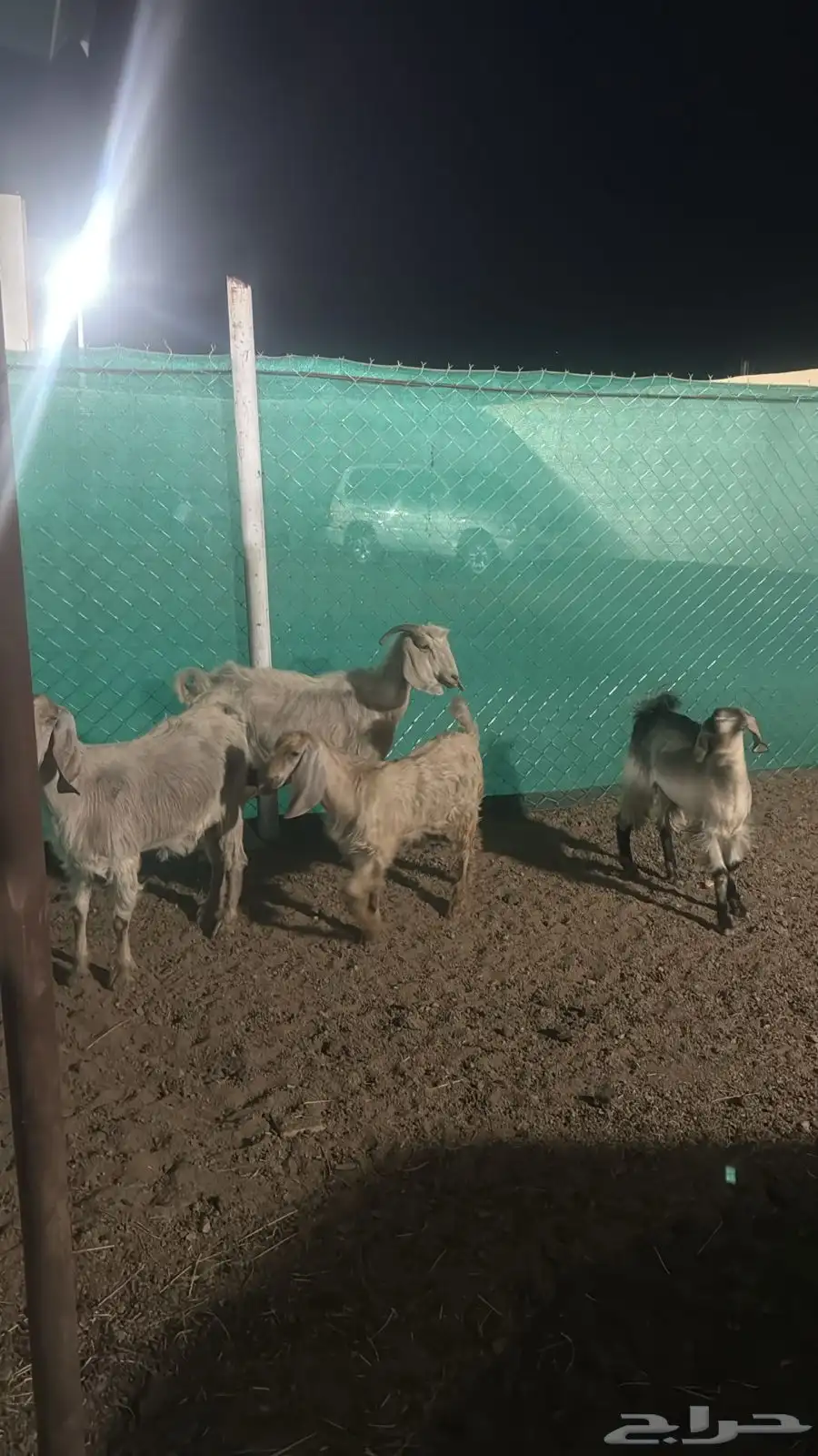 شاتين للبيع متابيع مشروطه 4