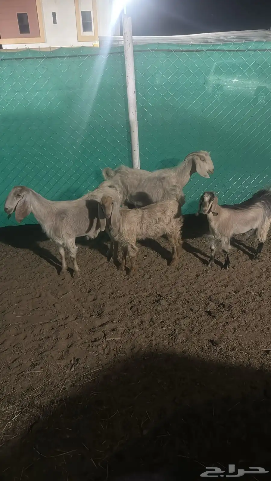 شاتين للبيع متابيع مشروطه 3