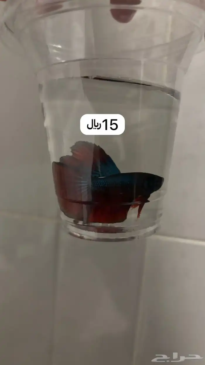 سمكة ( سمك ) فايتر 25