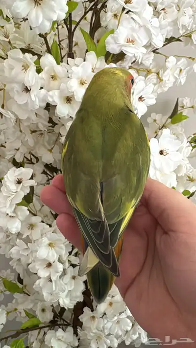 طيور روز 2 3