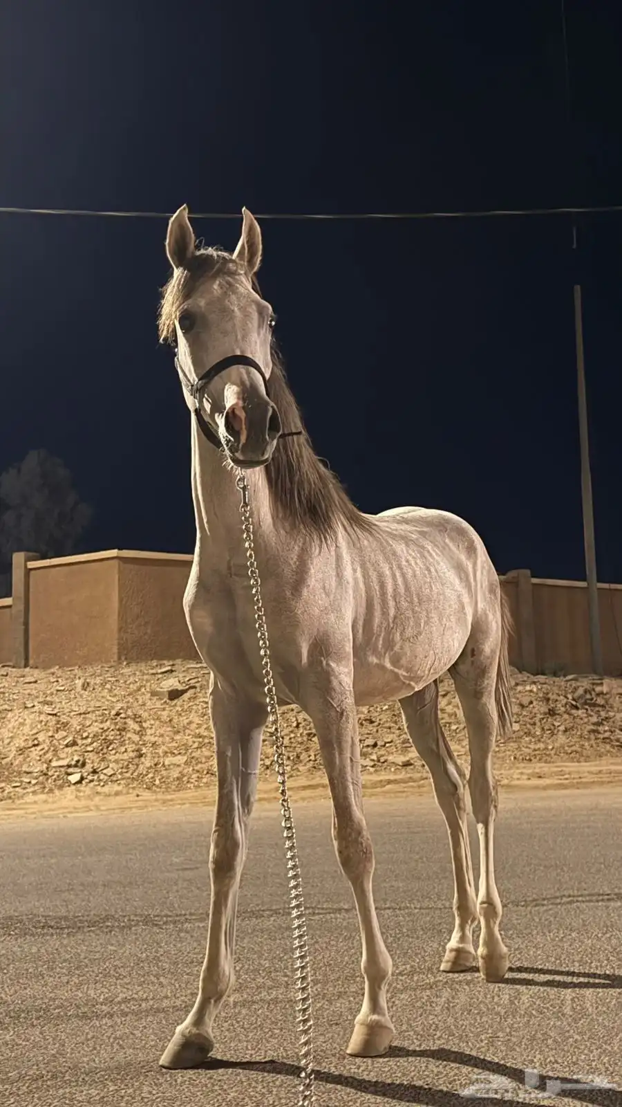 حصان 3
