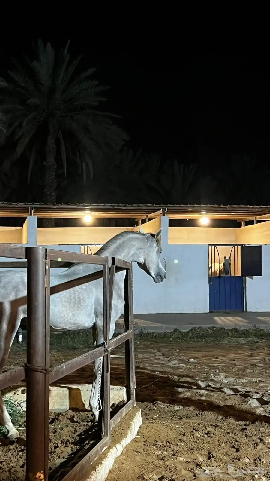 حصان 1