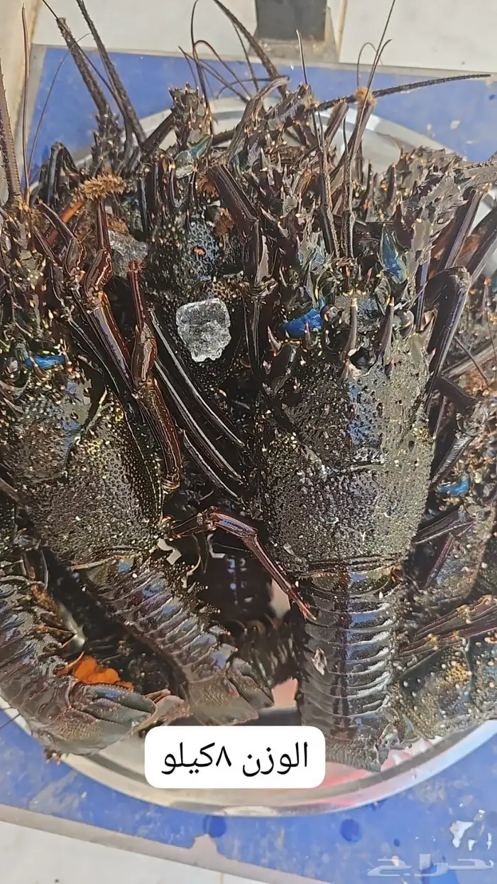 اسماك البحر 8