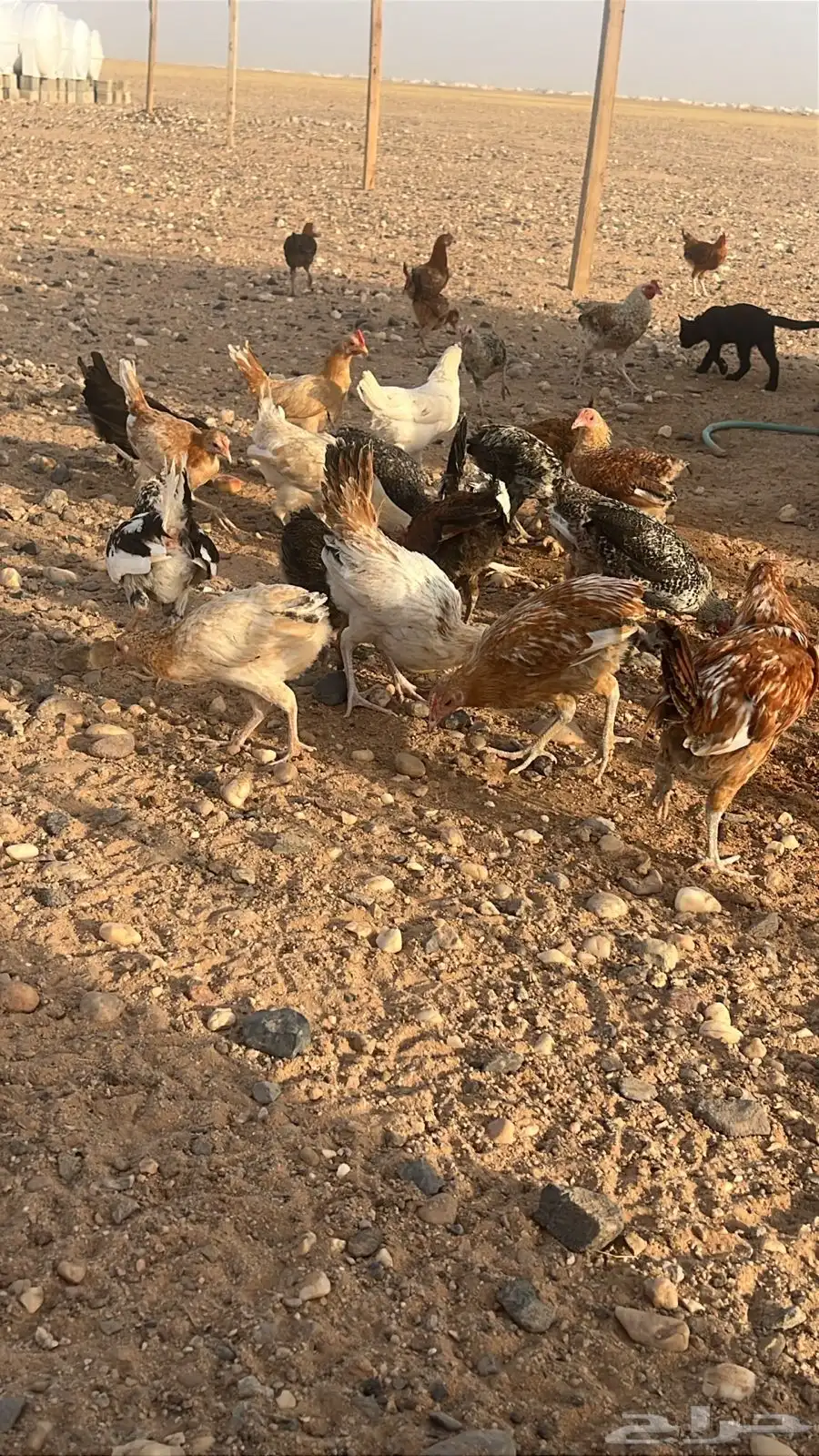 دجاج فروخ 1