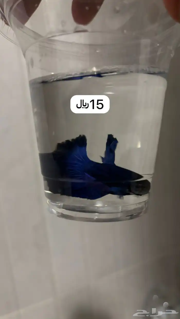 اسماك فايتر 17