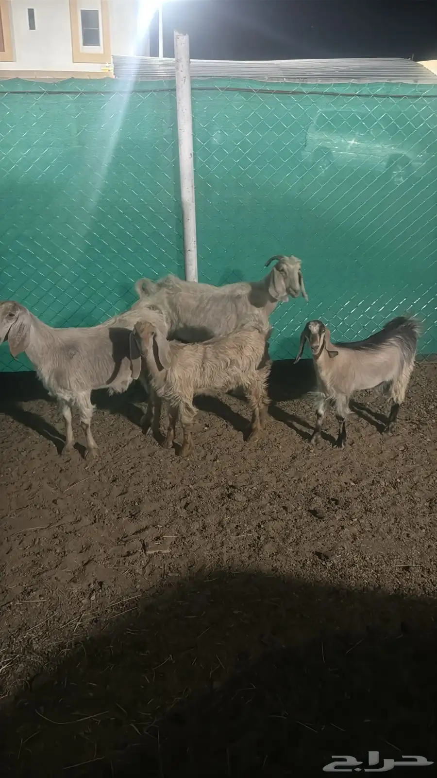 شاتين للبيع متابيع مشروطه 2