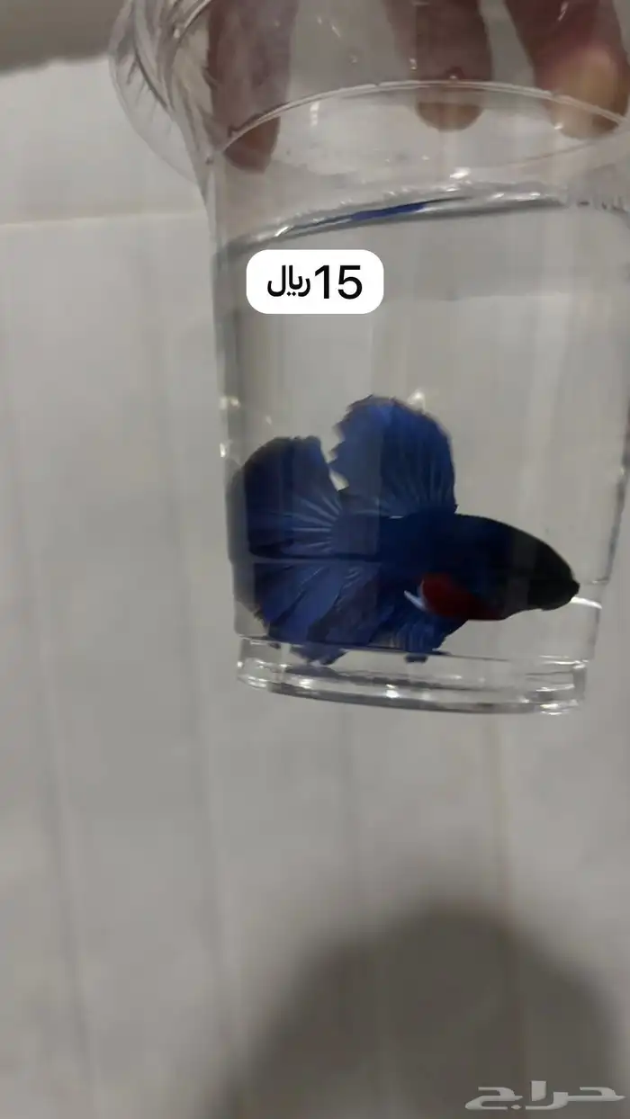 اسماك فايتر 19