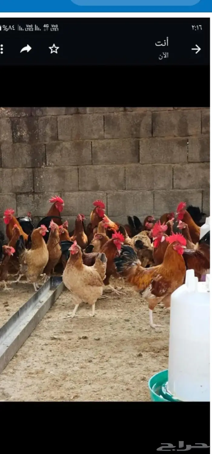 دجاج بياض منتج فرنسي احمر 1