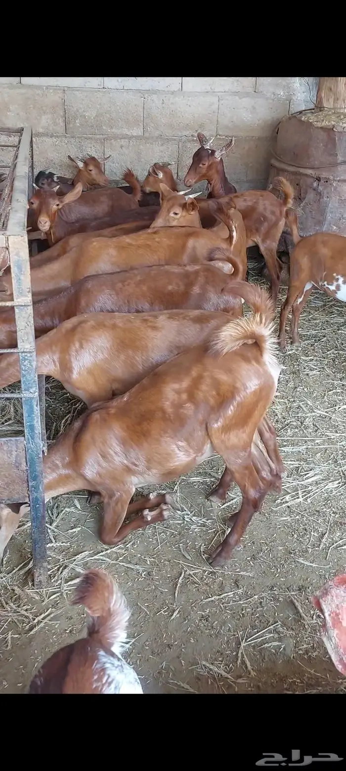 خبيش عنقان دهم تأسيس مراح فاخر معها فحل صنف 0