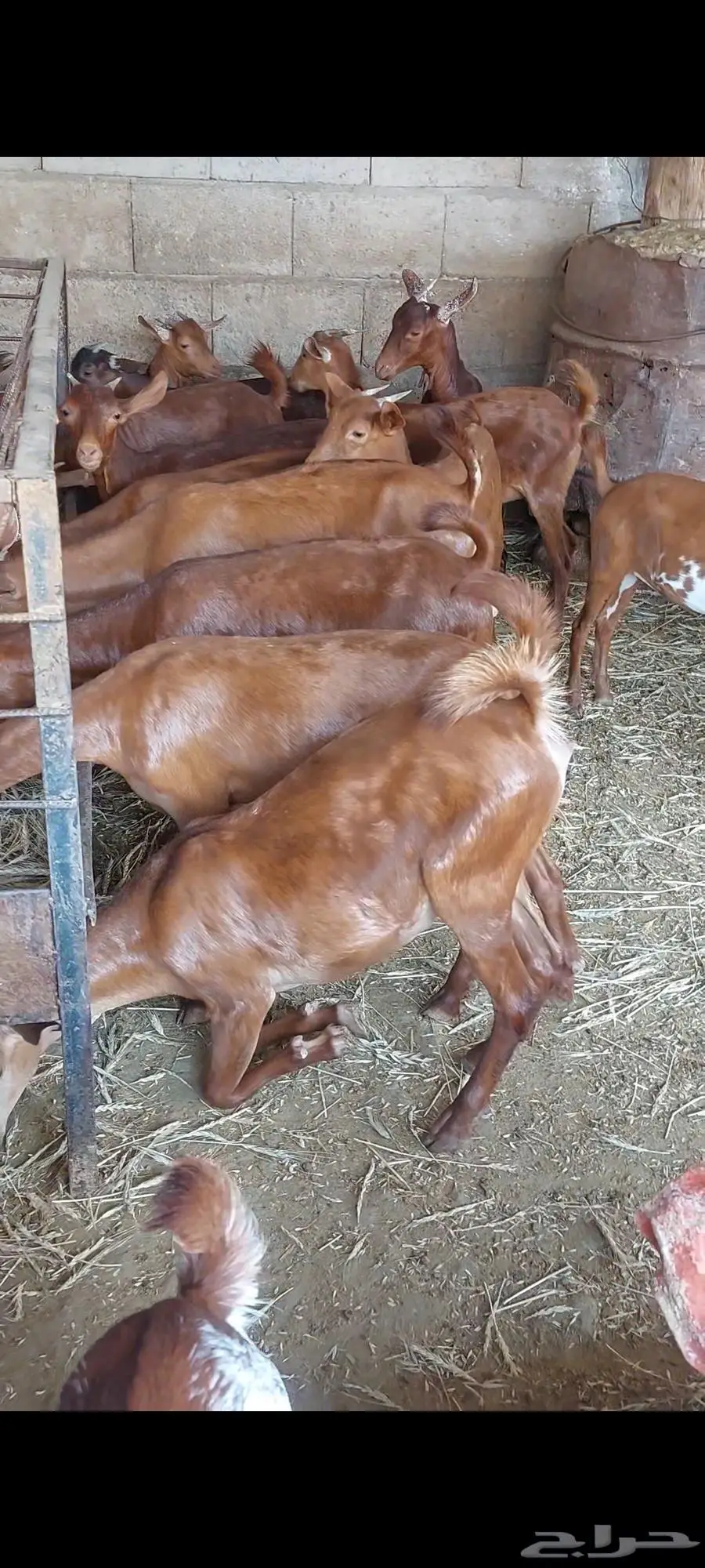 خبيش عنقان دهم تأسيس مراح فاخر 0