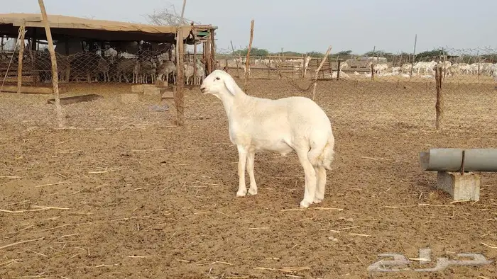 مشروع فحل فاخر 3