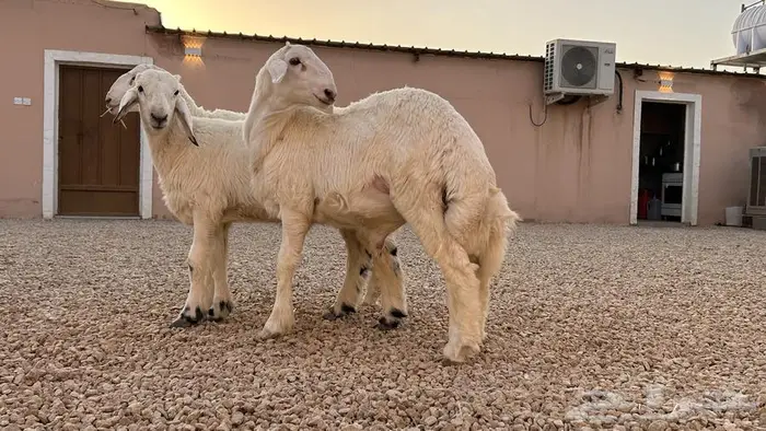 السلام عليكم ذبايح حريات كفو 1