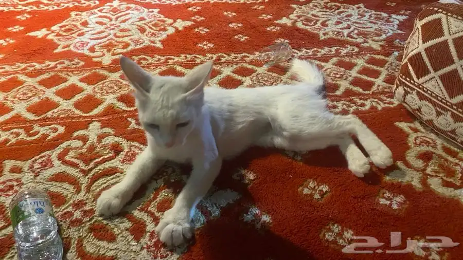 قطة الليفة 0
