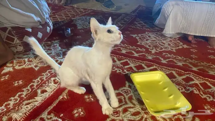 قطة الليفة 1