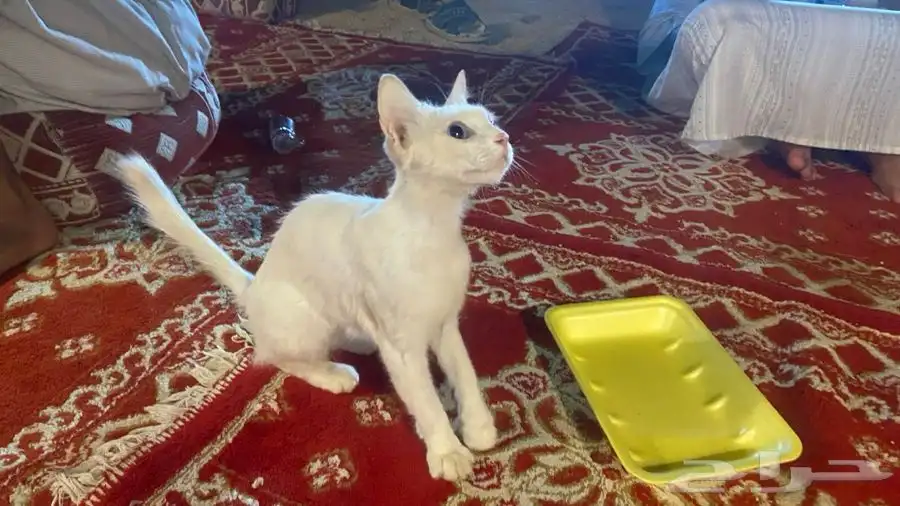 قطة الليفة 1