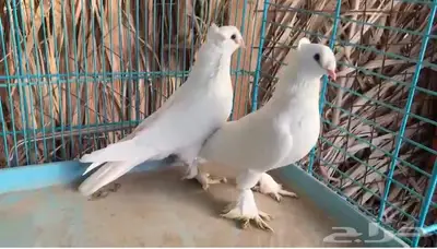 زوج ابيض دبل كرست منتج اجرام (( تم البيع )) 2