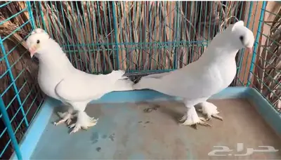 زوج ابيض دبل كرست منتج اجرام (( تم البيع )) 1