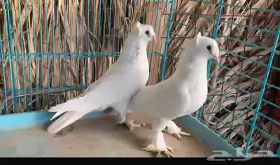 زوج ابيض دبل كرست منتج اجرام (( تم البيع )) 3
