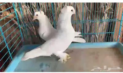 زوج ابيض دبل كرست منتج اجرام (( تم البيع )) 0