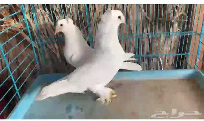 زوج ابيض دبل كرست منتج اجرام (( تم البيع )) 0