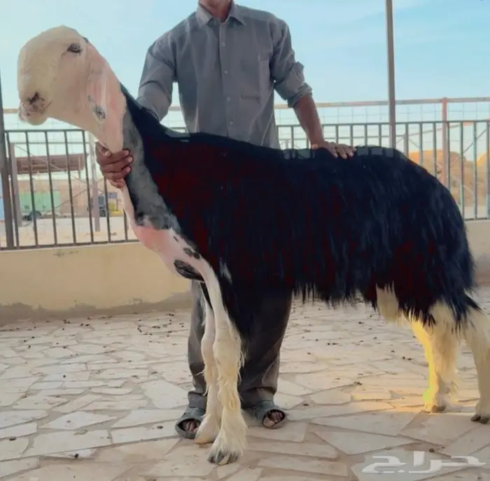 فحل نجدي مشروط 0