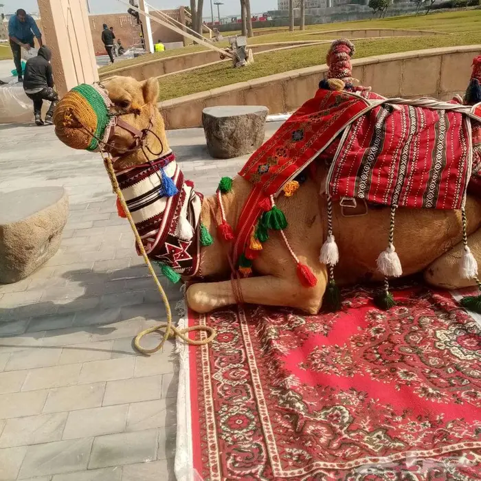 تاجير سيسي خيل للحفلات والمناسبات في الشرقية 4
