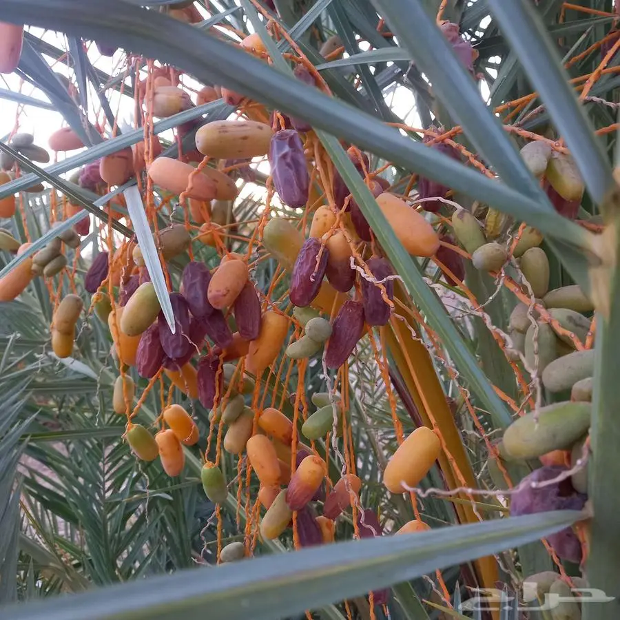 صيف مزرعة نخيل للبيع برني العلا الفاخر 0