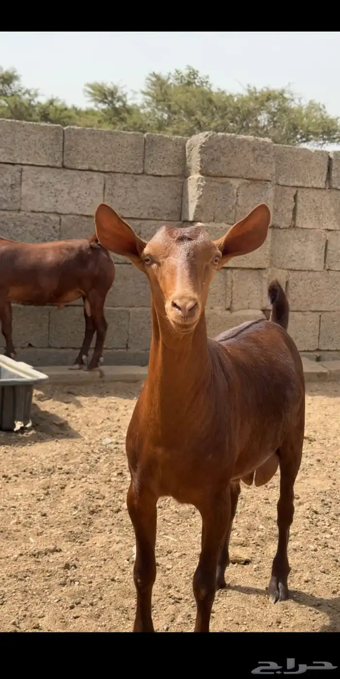مشاريع دهم صنف فاخر 5