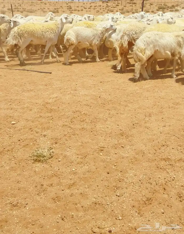 رخال حريات جذعات مراح 316 راس ( تم البيع ) 0
