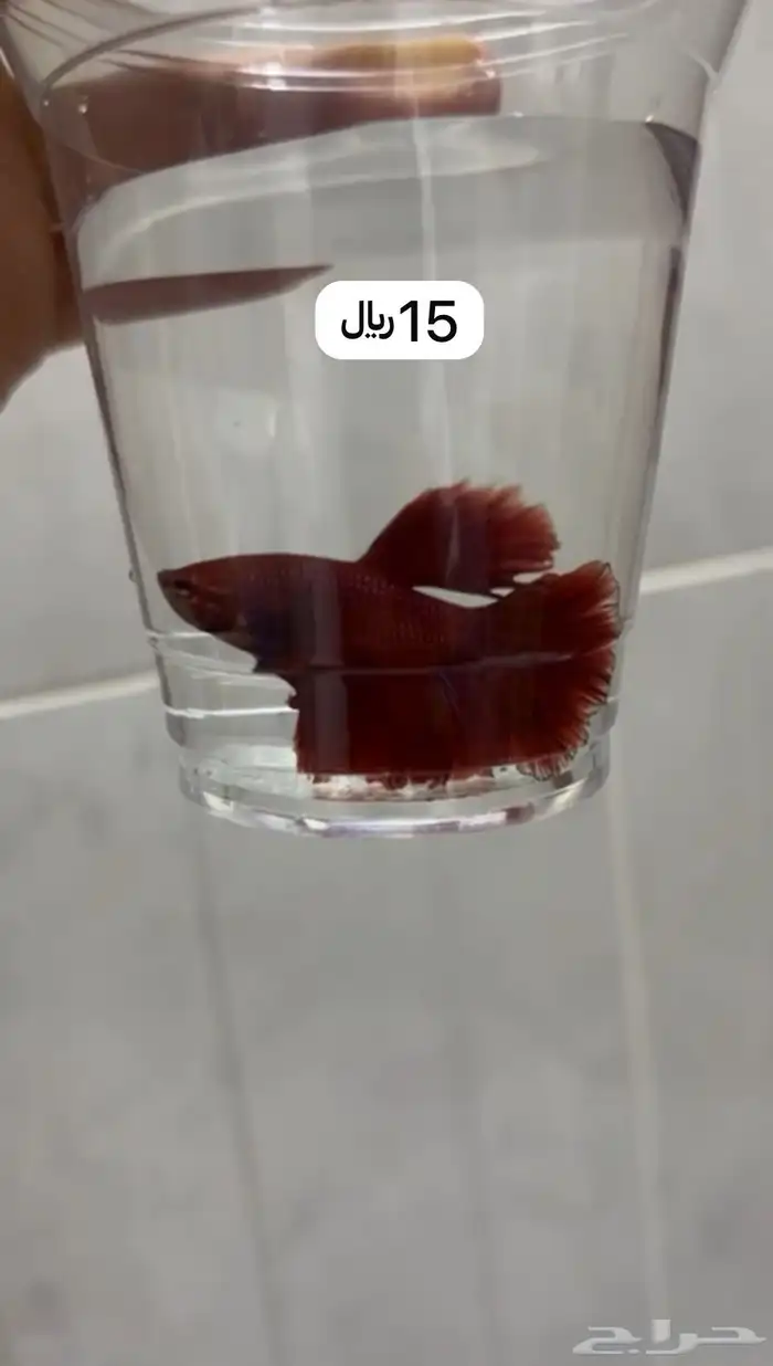 اسماك فايتر 12
