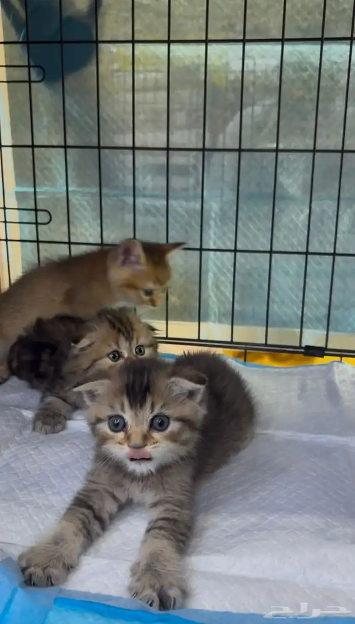 قطط اسكوتش فولد 3