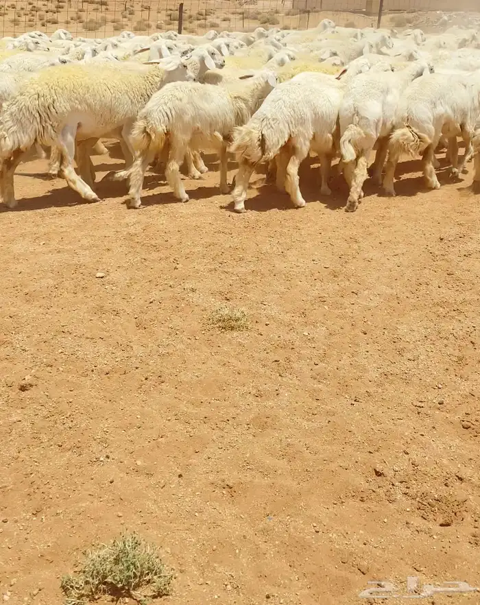 رخال حريات جذعات مراح 316 راس ( تم البيع ) 6
