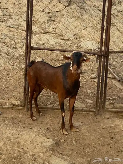 تيس فاخر السن سديس مشروط من جميع النواحي 0