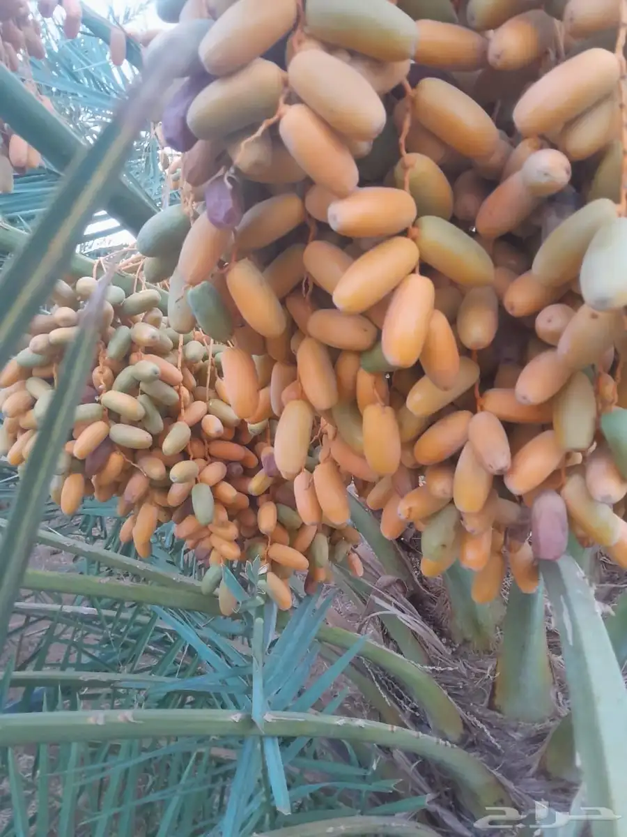 تمور مزرعه عجوة برني صفاوي للبيع محافظة العلا 11