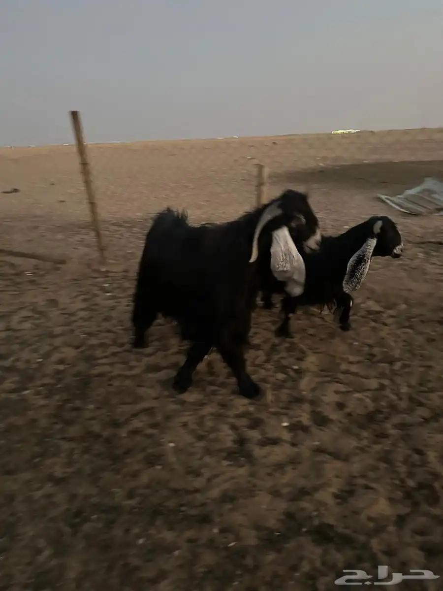 للبيع تيس عارضي صنف معرف 8