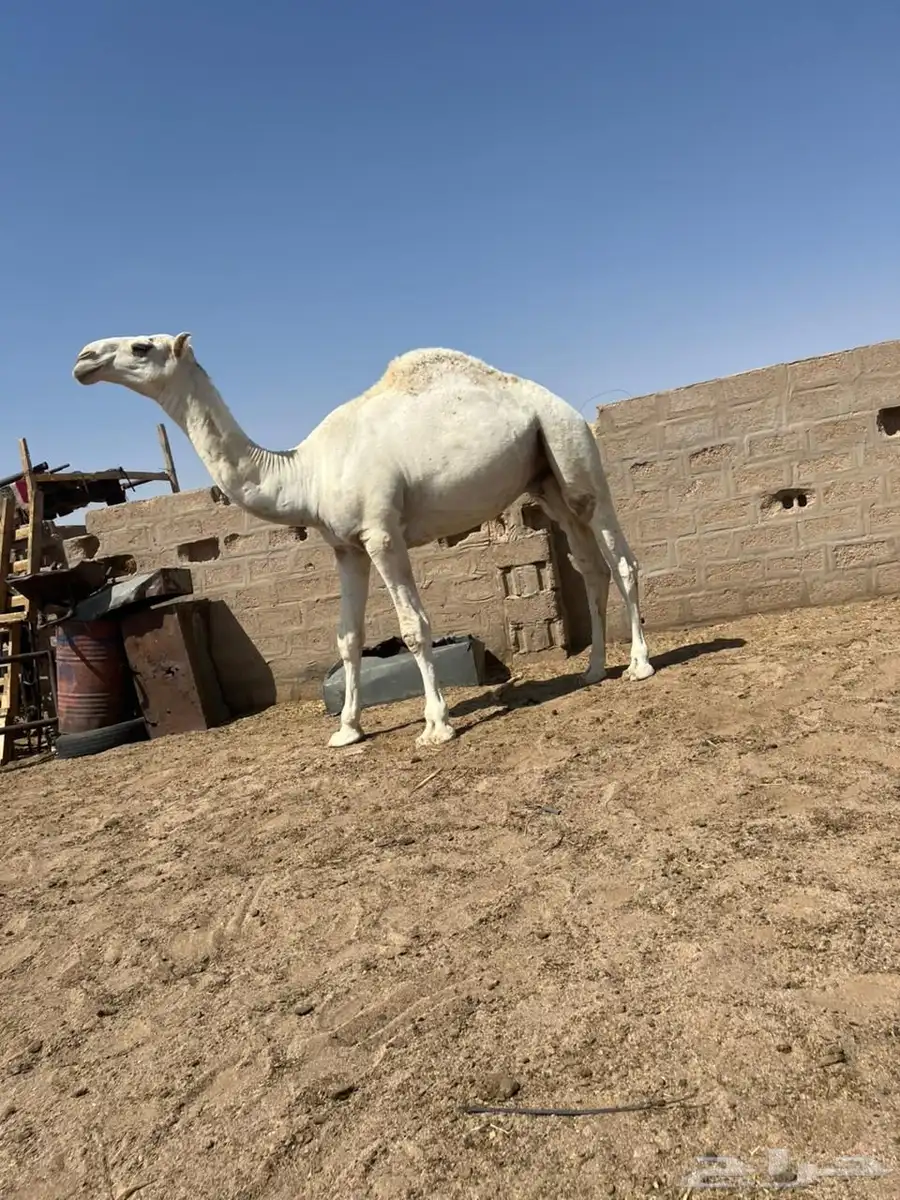 قعدان طيبه 3